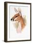 Osphranter Rufus-null-Framed Giclee Print