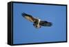 Osprey, Acadia National Park, Maine-Paul Souders-Framed Stretched Canvas