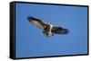 Osprey, Acadia National Park, Maine-Paul Souders-Framed Stretched Canvas