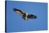 Osprey, Acadia National Park, Maine-Paul Souders-Stretched Canvas