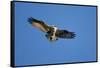 Osprey, Acadia National Park, Maine-Paul Souders-Framed Stretched Canvas