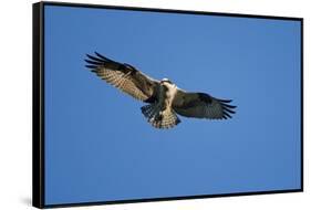 Osprey, Acadia National Park, Maine-Paul Souders-Framed Stretched Canvas