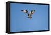 Osprey, Acadia National Park, Maine-Paul Souders-Framed Stretched Canvas