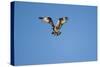 Osprey, Acadia National Park, Maine-Paul Souders-Stretched Canvas