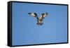 Osprey, Acadia National Park, Maine-Paul Souders-Framed Stretched Canvas