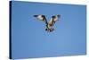 Osprey, Acadia National Park, Maine-Paul Souders-Stretched Canvas