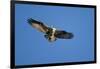 Osprey, Acadia National Park, Maine-Paul Souders-Framed Photographic Print