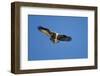 Osprey, Acadia National Park, Maine-Paul Souders-Framed Photographic Print