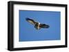 Osprey, Acadia National Park, Maine-Paul Souders-Framed Photographic Print