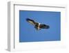 Osprey, Acadia National Park, Maine-Paul Souders-Framed Photographic Print