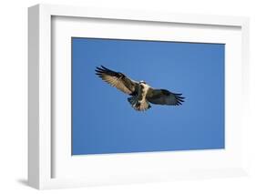 Osprey, Acadia National Park, Maine-Paul Souders-Framed Photographic Print