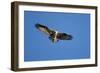 Osprey, Acadia National Park, Maine-Paul Souders-Framed Photographic Print