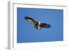 Osprey, Acadia National Park, Maine-Paul Souders-Framed Photographic Print