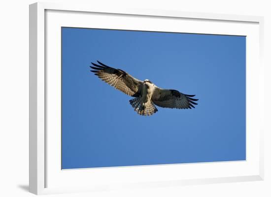 Osprey, Acadia National Park, Maine-Paul Souders-Framed Photographic Print