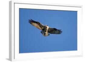 Osprey, Acadia National Park, Maine-Paul Souders-Framed Photographic Print