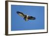 Osprey, Acadia National Park, Maine-Paul Souders-Framed Photographic Print