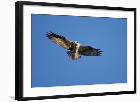 Osprey, Acadia National Park, Maine-Paul Souders-Framed Photographic Print