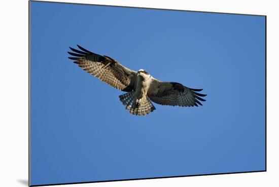 Osprey, Acadia National Park, Maine-Paul Souders-Mounted Photographic Print