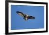 Osprey, Acadia National Park, Maine-Paul Souders-Framed Photographic Print