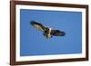 Osprey, Acadia National Park, Maine-Paul Souders-Framed Photographic Print