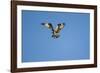 Osprey, Acadia National Park, Maine-Paul Souders-Framed Photographic Print