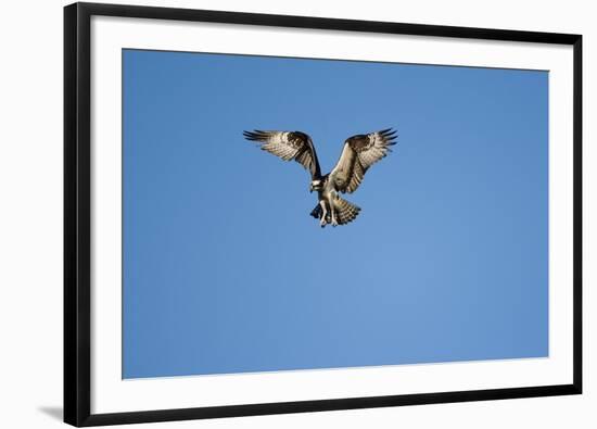 Osprey, Acadia National Park, Maine-Paul Souders-Framed Photographic Print