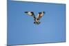 Osprey, Acadia National Park, Maine-Paul Souders-Mounted Photographic Print