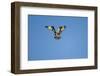 Osprey, Acadia National Park, Maine-Paul Souders-Framed Photographic Print