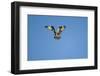 Osprey, Acadia National Park, Maine-Paul Souders-Framed Photographic Print