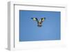 Osprey, Acadia National Park, Maine-Paul Souders-Framed Photographic Print