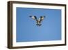 Osprey, Acadia National Park, Maine-Paul Souders-Framed Photographic Print