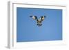 Osprey, Acadia National Park, Maine-Paul Souders-Framed Photographic Print