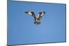 Osprey, Acadia National Park, Maine-Paul Souders-Mounted Photographic Print