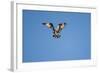 Osprey, Acadia National Park, Maine-Paul Souders-Framed Photographic Print