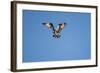 Osprey, Acadia National Park, Maine-Paul Souders-Framed Photographic Print