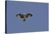 Osprey against Blue Sky-Gary Carter-Stretched Canvas