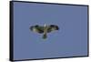 Osprey against Blue Sky-Gary Carter-Framed Stretched Canvas