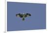 Osprey against Blue Sky-Gary Carter-Framed Photographic Print