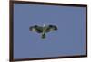 Osprey against Blue Sky-Gary Carter-Framed Photographic Print