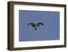 Osprey against Blue Sky-Gary Carter-Framed Photographic Print