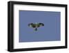 Osprey against Blue Sky-Gary Carter-Framed Photographic Print