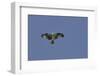 Osprey against Blue Sky-Gary Carter-Framed Photographic Print