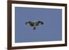 Osprey against Blue Sky-Gary Carter-Framed Photographic Print