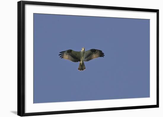Osprey against Blue Sky-Gary Carter-Framed Photographic Print