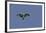 Osprey against Blue Sky-Gary Carter-Framed Photographic Print