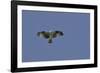 Osprey against Blue Sky-Gary Carter-Framed Photographic Print