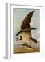 Osprey and Weakfish, 1829-John James Audubon-Framed Giclee Print