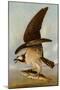 Osprey and Weakfish, 1829-John James Audubon-Mounted Giclee Print