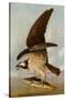 Osprey and Weakfish, 1829-John James Audubon-Stretched Canvas