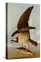 Osprey and Weakfish, 1829-John James Audubon-Stretched Canvas